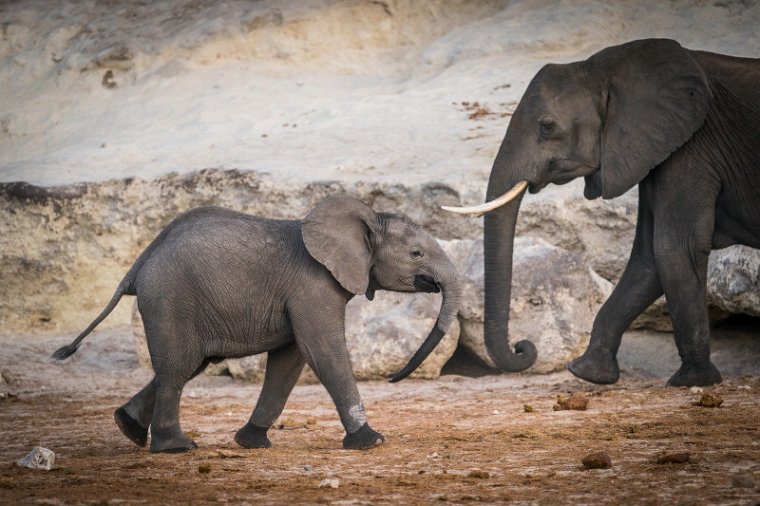 053 Botswana, Chobe NP, olifanten.jpg